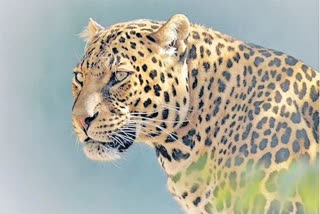 leopard died in chandanapally nalgonda