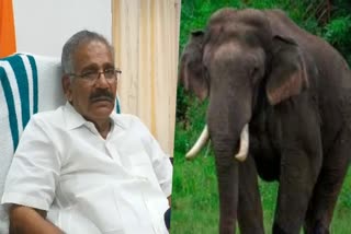 Forest Minister AK Saseendran  AK Saseendran response on Arikkomban Issue  AK Saseendran  Wild Elephant Arikkomban  Wild Elephant Arikkomban Issue  Kerala Forest Minister  Wild Elephant  അരിക്കൊമ്പനെ പിടികൂടുന്ന വിഷയം  കോടതിവിധി വന്നാലുടന്‍  സര്‍ക്കാര്‍ തീരുമാനമെടുക്കുമെന്ന് മന്ത്രി  എ കെ ശശീന്ദ്രൻ  വനംവകുപ്പ് മന്ത്രി  വനംവകുപ്പ്  ജനവാസ മേഖലയില്‍ ഭീതി പടര്‍ത്തുന്ന  അരിക്കൊമ്പന്‍  സർക്കാർ  മന്ത്രി  the court order is disappointing  Court order