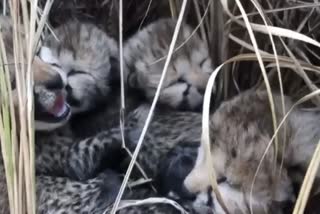 four cubs born in kuno national park