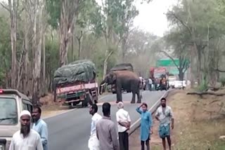 Wild elephant blocks National Highway  Tamilnadu Karnataka National Highway  Wild elephant blocks National Highway Viral Video  Viral Video  Traffic affected for one hour  കാടിറങ്ങിയ കാട്ടാന ദേശീയപാതയില്‍  ലോറിയിലെ ചോളം തിന്ന് നിലയുറപ്പിച്ചതോടെ  നിലയുറപ്പിച്ചതോടെ ഗതാഗതക്കുരുക്കും  വീഡിയോ വൈറല്‍  കാട്ടാന  ദേശീയപാത  തമിഴ്‌നാട്  കര്‍ണാടക  ആന