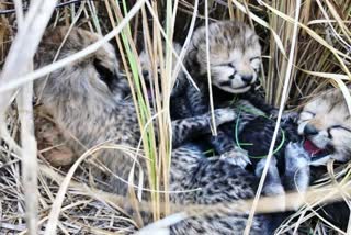 cheetah  cheetah translocated to india from namibia  cheetah gave birth four cubs  hupender Yadav  Amrit Kaal  Narendra Modi  project cheetah  latest national news  ചീറ്റ കുഞ്ഞുങ്ങള്‍ക്ക് ജന്മം നല്‍കി  നമീബിയയില്‍ നിന്ന് എത്തിച്ച ചീറ്റ  അമൃത് കാല മഹോത്സവത്തിന്‍റെ കാലത്ത്  വന്യജീവി സംരക്ഷണ  ഭൂപേന്ദര്‍ യാഥവ്  പ്രോജക്‌ട് ചീറ്റ  അസുഖബാധിതയായ ചീറ്റ ചത്തു  ഏറ്റവും പുതിയ ദേശീയ വാര്‍ത്ത  ഇന്നത്തെ പ്രധാന വാര്‍ത്ത