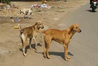 Terror of stray dogs in Gwalior