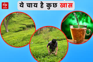 GI tag for Kangra tea