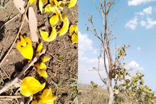 Yellow Palash found in forest of Dewas