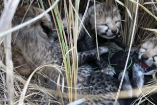 CHEETAH CUBS BORN IN KUNO NATIONAL PARK SIAYA GIVEN BIRTH FOUR CUBS