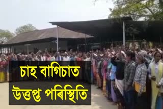 Tea estate labor protest at Duliabam Tea Estate