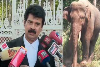 മിഷൻ അരിക്കൊമ്പൻ  arikkomban  mission arikkomban  idukki  wild elephant attack  kerala high court  high court verdict  kerala government  വനം വകുപ്പ്  അഡ്വ ജോയിസ് ജോർജ്  301 കോളനി  മയക്കുവെടി  കാട്ടാന അരിക്കൊമ്പൻ  വിദഗ്‌ധ സമിതി  ശാന്തൻ പാറ പഞ്ചായത്ത്