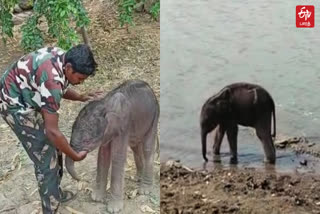 karnataka forest department rescue the baby elephant