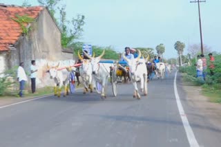 people-enthusiastically-cheered-the-bullockcart-race-in-pudukottai