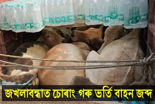 Cattle Smuggler Arrested in Jakhalabandha