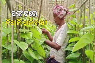 Niali Betel farmers face losses in sell