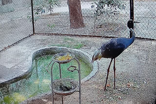 Arif's stork-friend Sarus at Kanpur zoo