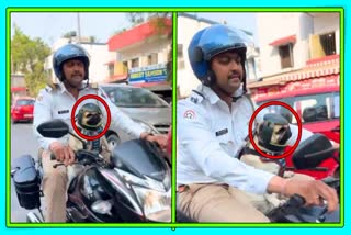 Dog Wearing Helmet