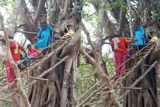 pregnant woman staying in tree house  family staying in tree house Pathanamthitta  family staying in tree house  ഏറുമാടത്തില്‍ കഴിയുന്ന പൊന്നമ്മയും കുടുംബവും  സീതത്തോട് ളാഹ  മന്ത്രി വീണ ജോര്‍ജ്  പത്തനംതിട്ട ജനറല്‍ ആശുപത്രി  പൊന്നമ്മ