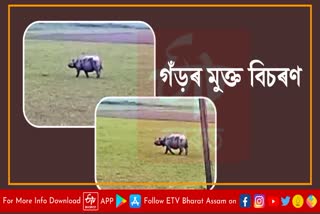 Free roaming of rhino creates panic in Majuli