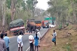 elephant attacked the punctured lorry,eaten sorghum