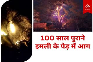 100 year old tamarind tree caught fire at Baghmara in Dhanbad