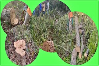 Trees cut down in Bongaigaon