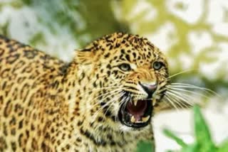 Haldwani Leopard Terror