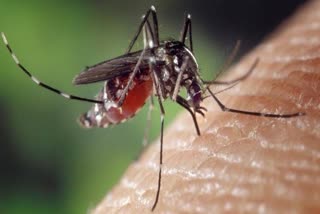 home remedies to get rid of mosquitoes