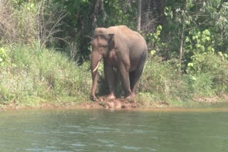 Decided to shift arikomban from Chinnakanal  മയക്കുവെടി വച്ച് കൂട്ടിലടയ്ക്കില്ല  അരിക്കൊമ്പനെ ഉള്‍വനത്തിലേക്ക് മാറ്റാന്‍ തീരുമാനം  അരിക്കൊമ്പന്‍  മിഷന്‍ അരിക്കൊമ്പന്‍  ചിന്നക്കനാല്‍  കാട്ടാന  കാട്ടാന ശല്യം  wild elephant attack