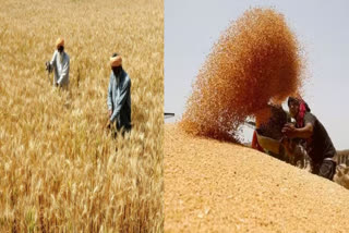 Agricultural experts in Ludhiana gave an explanation regarding the quality of wheat