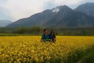 mustard-fields-become-center-of-attraction-for-tourists-in-kashmir