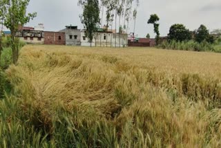 Crop Damage in Laksar