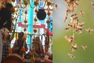 bee attack during marriage ceremony in jashpur