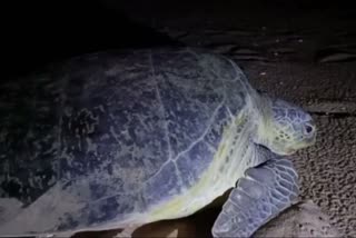 rare green sea turtle