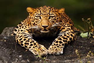 Leopard seen in Narmadapuram
