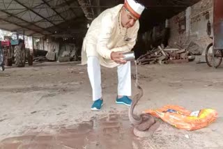 jabalpur cobra snake viral news
