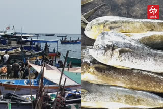 Due to Easter and Ramzan fasting in Tuticorin, the price of fish has fallen sharply, so fishermen are worried!