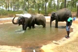 elephant bath