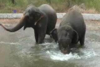 Elephants at M.R.Palayam camp in Trichy, Tamil Nadu