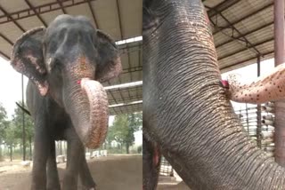 elephants play mouth organ