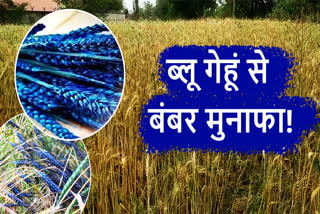 Farmers are cultivating blue wheat in Palamu