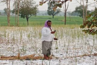 gwalior farmers