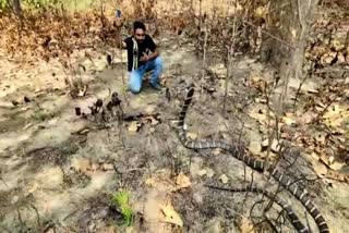 11 feet king cobra chhattisgarh