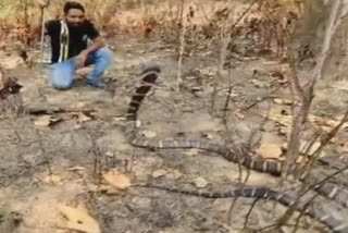 Rescuer Jitendra Sarathi attempting to catch the snake