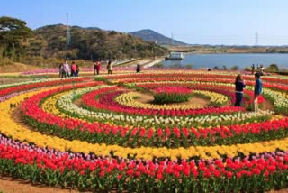 Tulip Garden In Srinagar