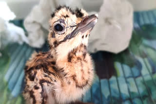 female Indian bustard birth in breeding center