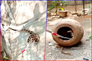 Venomous Snakes Found in Thane