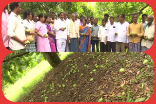 Significantly reduced mango yields