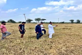 Aftab Ahmed inspected damaged crops