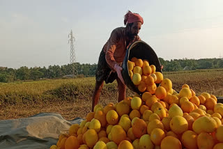 kanivellari farming in mavoor kozhikode  kanivellari farming  kanivellari farming in mavoor  mavoor kozhikode  mavoor  mavoor kanivellari farming  kozhikode news  കോഴിക്കോട് വാർത്തകൾ  കണിവെള്ളരി  കണിവെള്ളരി കൃഷി  കണിവെള്ളരി വിളവെടുപ്പ്  കണിവെള്ളരി വിളവെടുപ്പ് മാവൂർ  മാവൂർ കണിവെള്ളരി കൃഷി  വിഷു  vishu