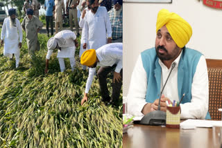 Bhagwant Mann Tweet  Bhagwant Mann  ഭഗവന്ത് മാൻ  unseasonal rains in Chandigarh  Chandigarh  compensation for farmers  ഛണ്ഡീഗഢ്  ഛണ്ഡീഗഢിൽ വ്യാപക കൃഷിനാശം  ഛണ്ഡീഗഢിൽ കൃഷിനാശം  ഛണ്ഡീഗഢ് മഴ കൃഷിനാശം  സർക്കാരിനെതിരെ കർഷക പ്രതിഷേധം  കർഷകർ ദുരിതാശ്വാസനിധി  കൃഷിനാശം നഷ്‌ടപരിഹാരം  കർഷകർക്ക് നഷ്‌ടപരിഹാരം