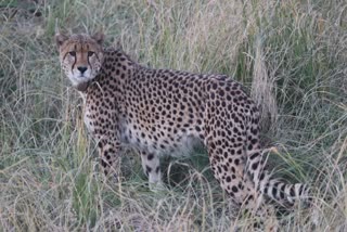 Cheetah Ovan reached the farm after coming out of Kuno Sanctuary, rescue continues