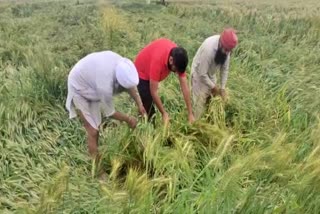 Untimely rains, hailstorm hit wheat crop over 5.23 lakh hectare