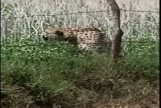 Namibian Cheetah Oban entered residential area outside Kuno National Park in Madhya Pradesh